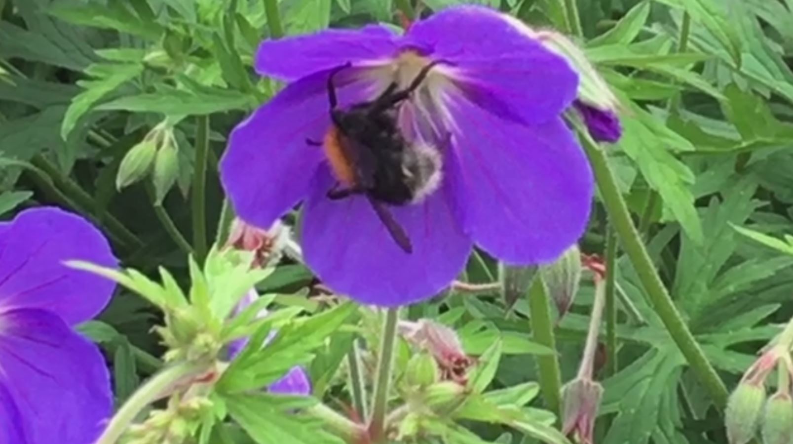 bee